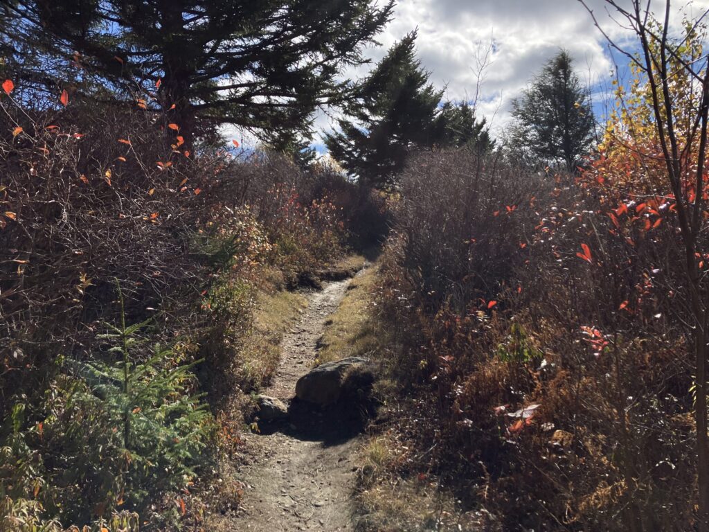 A deeply worn footpath in rocky soil going through high scrub and brush on the way to the top of a small hill. Larger evergreen trees grow through the brush and partly shade the path.