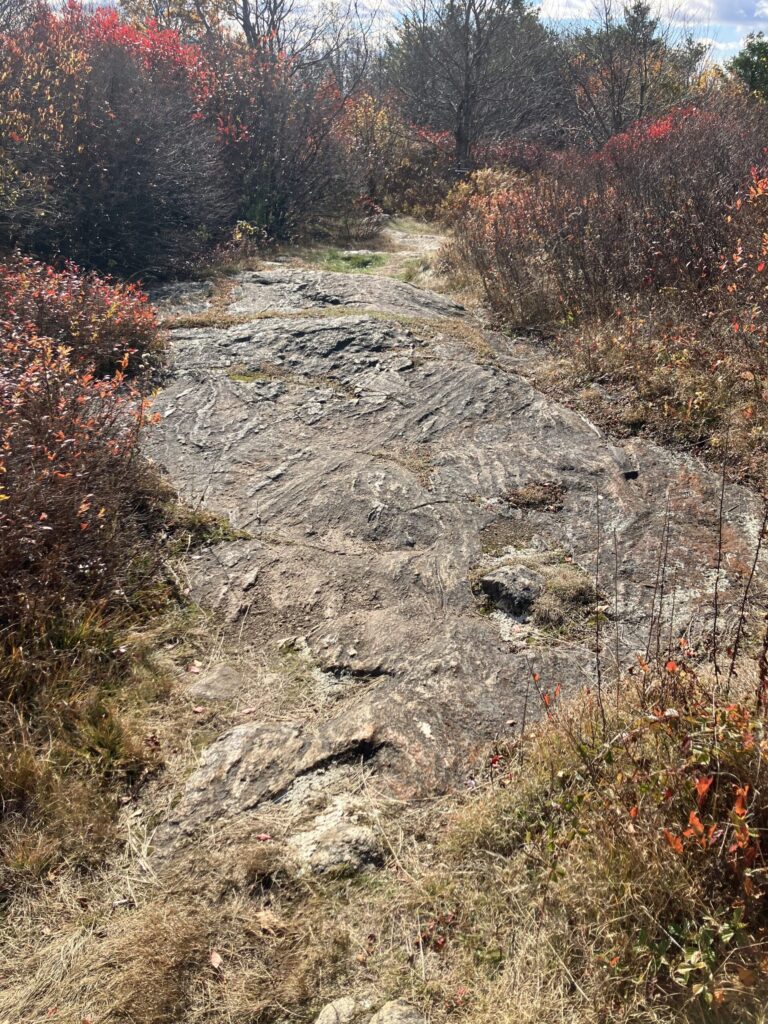 A large "pavement" bedrock outcrop among low brush and scrub. The outcrop has many differentially eroded layers, such that quartz rich layers are slightly raised in relief, and reveal that the layering is folded.