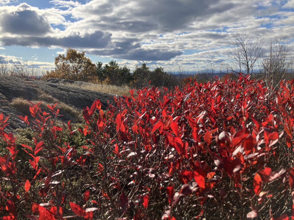 A closeup photo of the leaves of a low-bush blueberry varietal. They may even be huckleberries. The leaves are autumn-winter red and glowing from being illuminated by the sun.