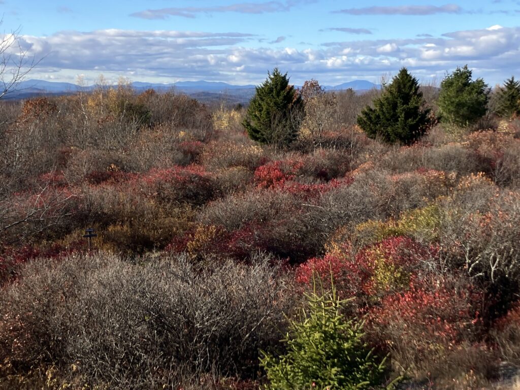 A view over low scrub and brush, red-brown, with short spruce trees poking through to the north and northwest showing the high summits of the southern Green Mountains in Vermont under a blue sky with occasional clouds. A large hulking flat-topped summit is Mt. Ascutney, with what appears to be a triple-crowned massif of summits a little further being Killington in south central Vermont.