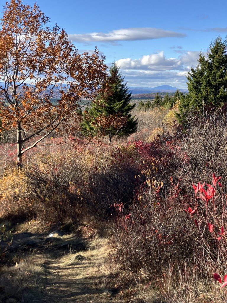 A grassy, rocky footpath curves away to the left through low brush and bramble, with Mount Ascutney in the distance, framed by spruce trees on either side.