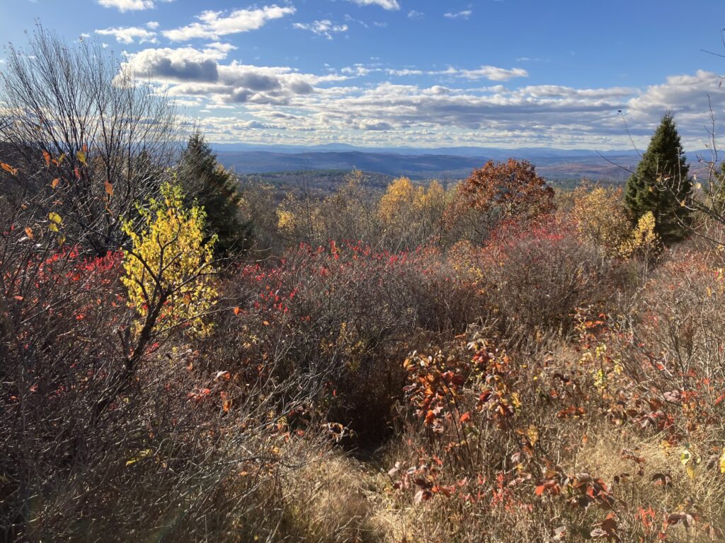 View over low brush and scrub and young trees, all autumn red and brown, towards a rumbled purple landscape. A distant mountain looms over all: Stratton.