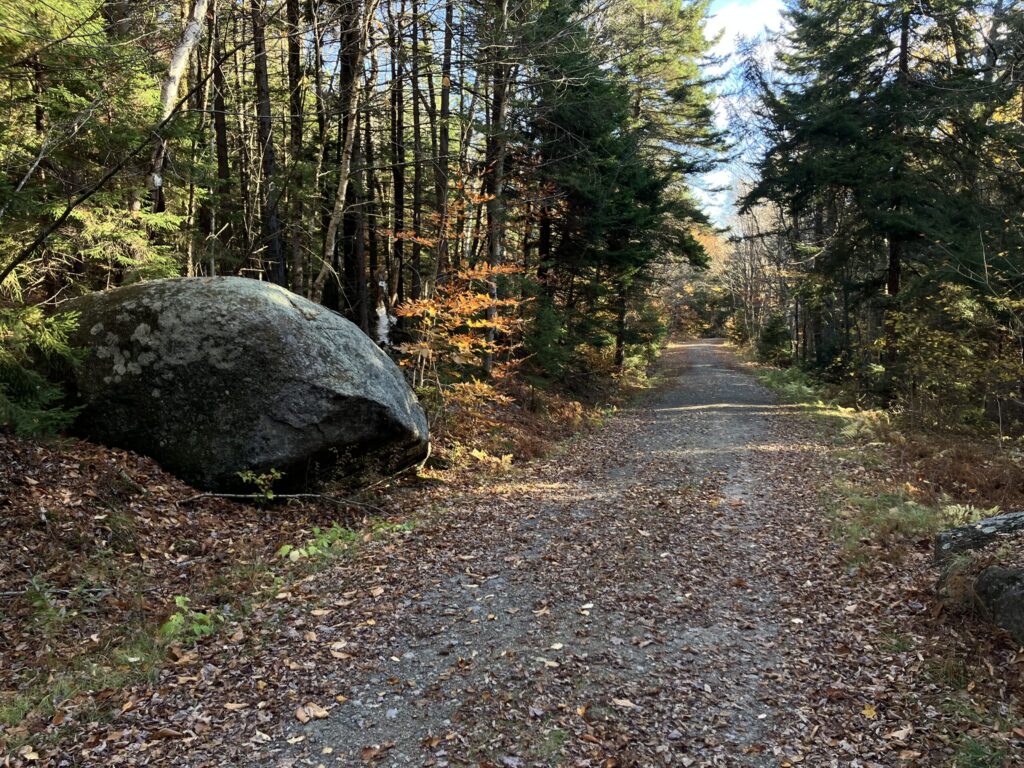 A gravel road stretches away through an yellow and darkest forest green wood with spruces and hemlocks. A large, round boulder is violating the personal space of the road to the left.