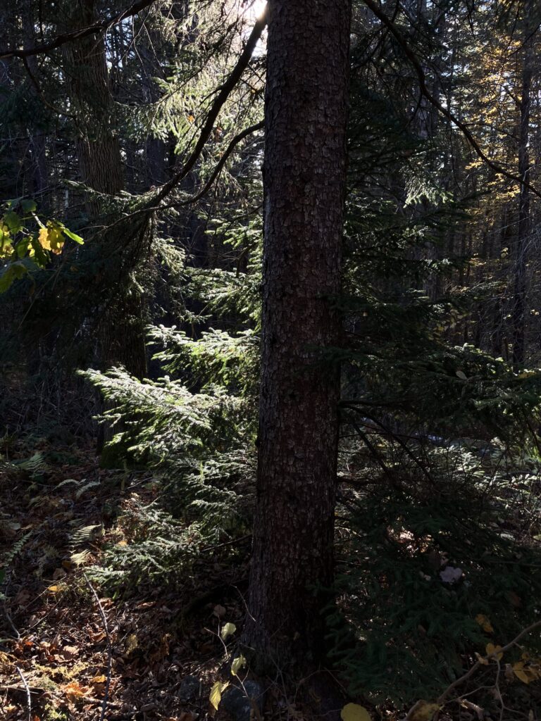 Backlit, the trunk of a hemlock, and a hemlock sapling, branches lit in bright contrast to the surrounding forest, as to suggest a mystical nature, which is very much there.